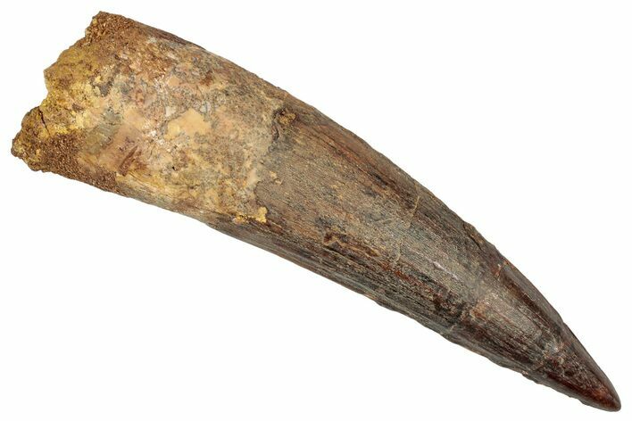 Real Fossil Spinosaurus Tooth - Restored Tip #351630